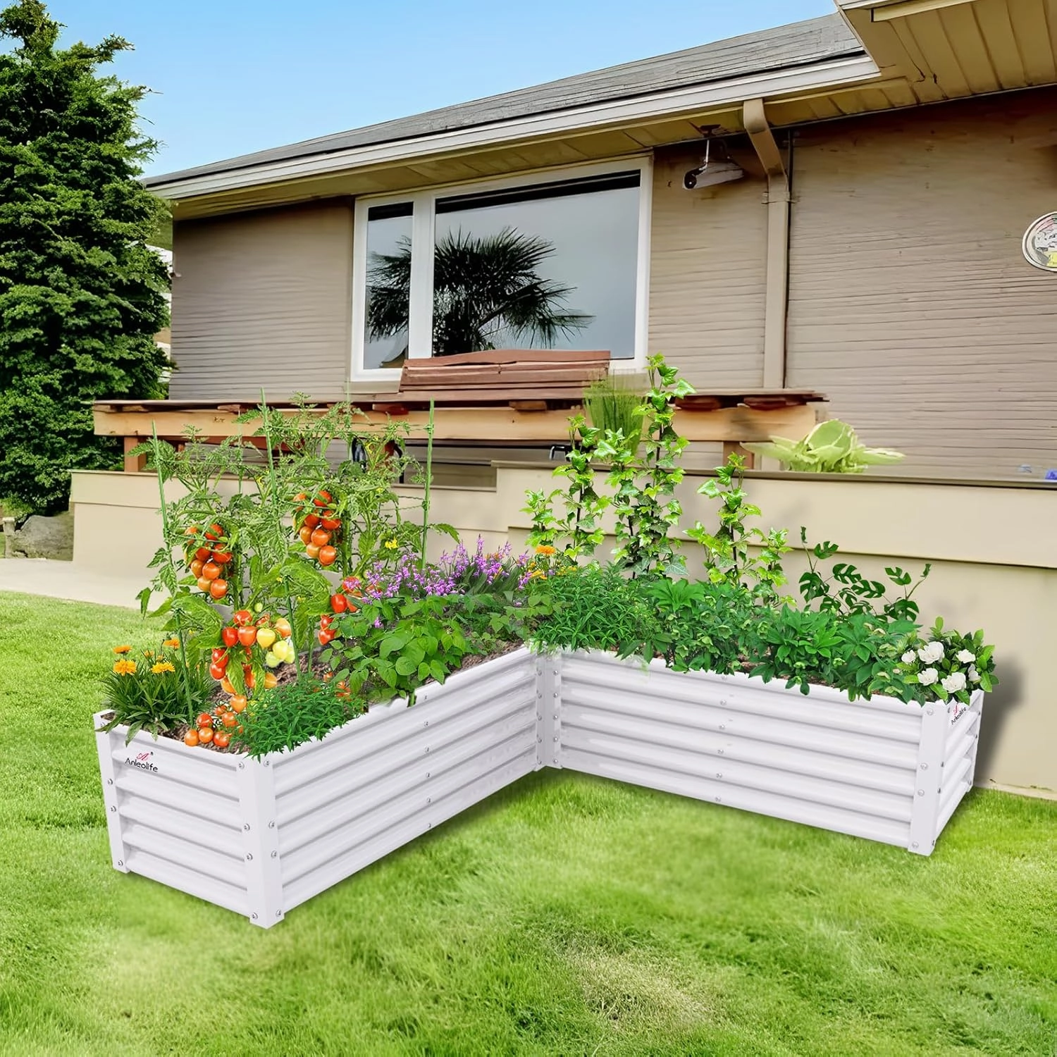 A ANLEOLIFE L-Shaped Galvanized Raised Garden Beds Outdoor,74x74x18in Large Metal Planter Box for Planting Vegetables Flowers Herb, Anti-Rust & Easy-Setup, Antique White