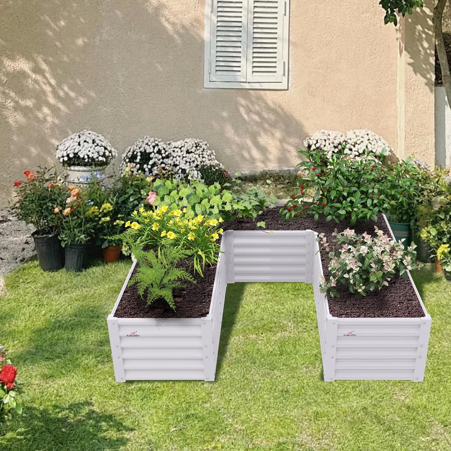 A ANLEOLIFE U-Shaped Galvanized Raised Garden Beds Outdoor,6x6x1.5ft Large Metal Planter Box for Planting Vegetables Flowers Herb, Anti-Rust & Easy-Setup, Antique White