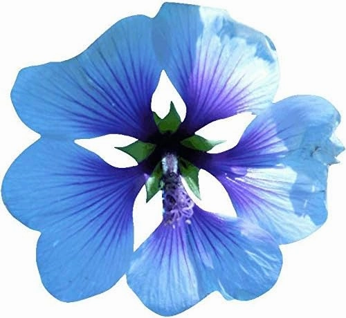 Hollis Blue Mallow w/Green Wall Decal Cutout 45"x48"