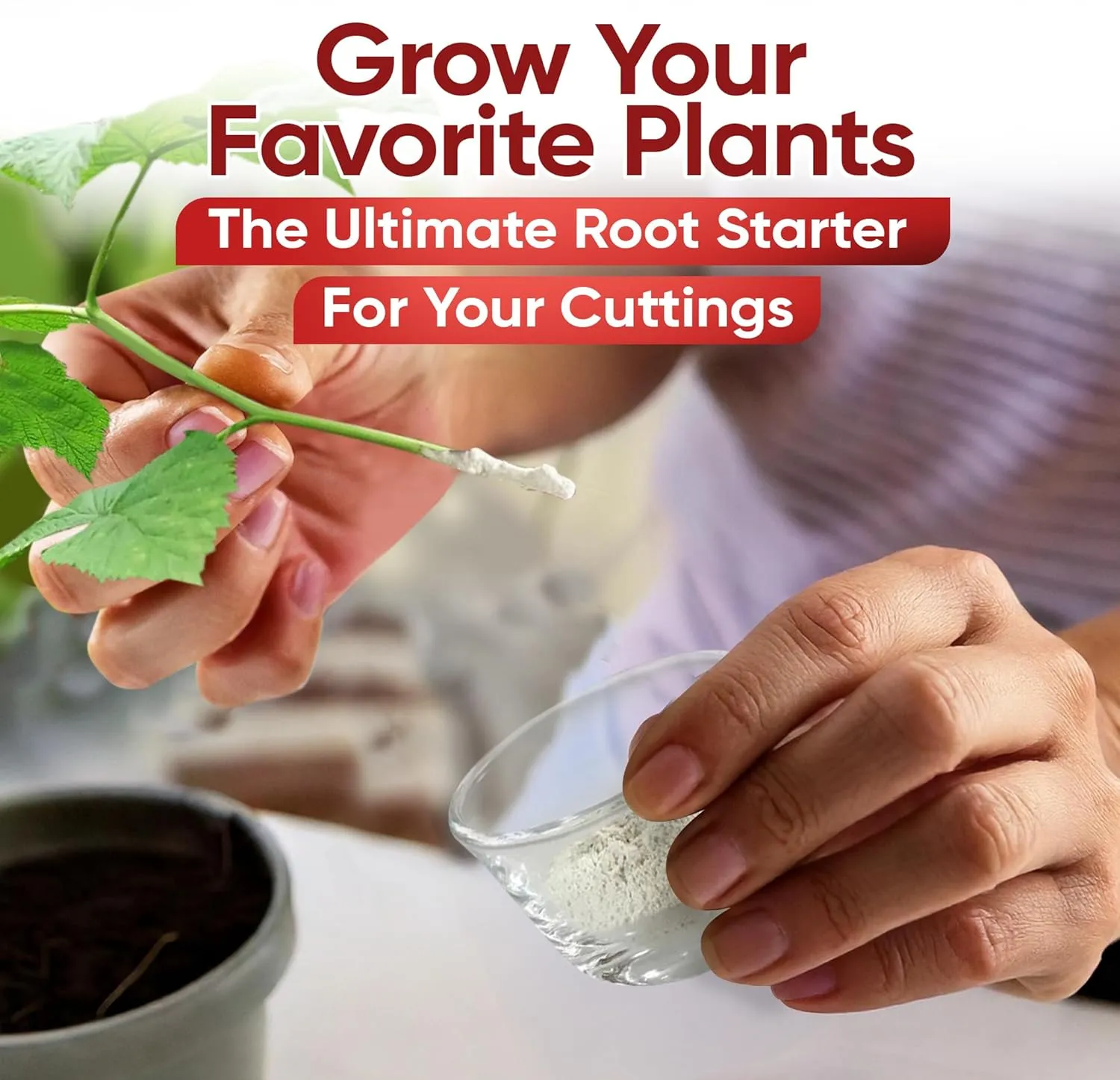 Hormex Rooting Powder #8 (0.80 IBA) - Rooting Hormone for Semi-Hardwood Houseplants, Medicinal and Tree Cuttings - Plant Root Stimulator for Cloning - Strong Roots for Maximum Propagation Success