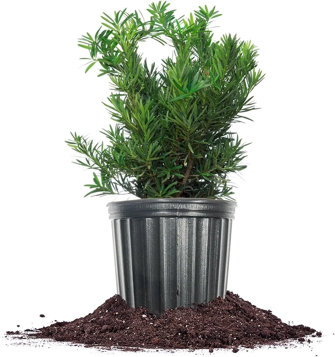 Perfect Plants Podocarpus Pringles 1 Gallon Growers Pot | Elegant Japanese Yew Perfect for Foundational Planting or Shrub Borders