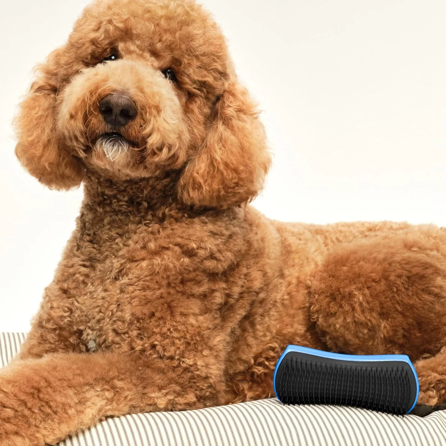 Pet Teezer Detangling Dog Brush by Tangle Teezer, Dog Grooming Tool for Long Haired Breeds and Wet or Dry Fur, Blue & Grey